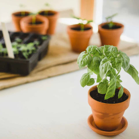 Container Friendly Fruits, Herbs & Veg