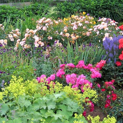 The Best Plants for Beginners: A Guide to Easy-to-Grow Garden Favourites