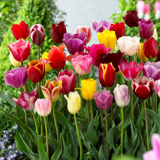 How To: Plant Spring & Summer Bulbs