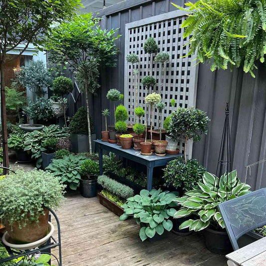 Create A Container Garden 🌻