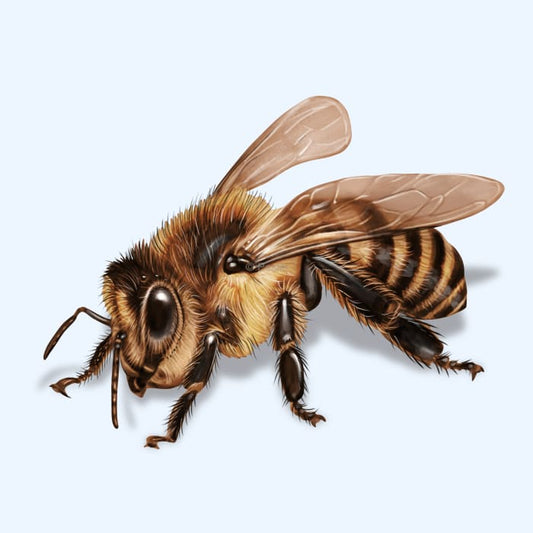How To: Plant For Bees