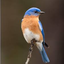 Helping Garden Birds to Survive & Thrive