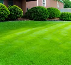 How To: Repair A Damaged Lawn