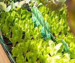 How To: Grow Vegetables, Beginners Guide 🥕 🍅 🥦