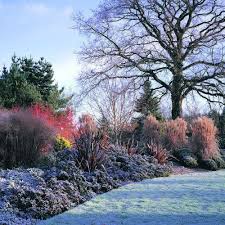 Enjoy Your Winter Garden