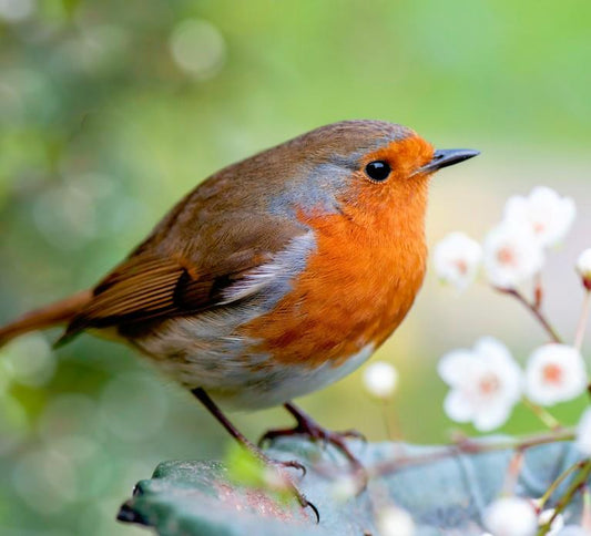 Get Your Garden Ready For Winter