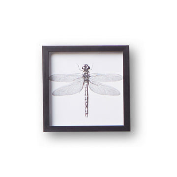 Fly Wall Art Black Frame 25X25cm